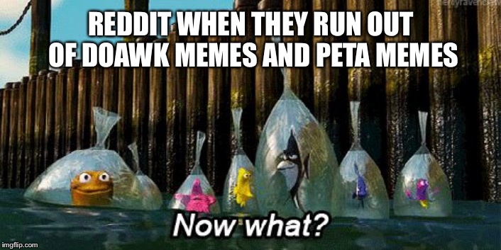 Now What? | REDDIT WHEN THEY RUN OUT OF DOAWK MEMES AND PETA MEMES | image tagged in now what | made w/ Imgflip meme maker