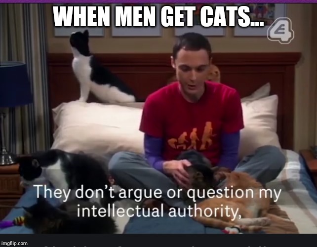 Catmen | WHEN MEN GET CATS... | image tagged in cat,surprised catman,funny,men,lolcat,lols | made w/ Imgflip meme maker
