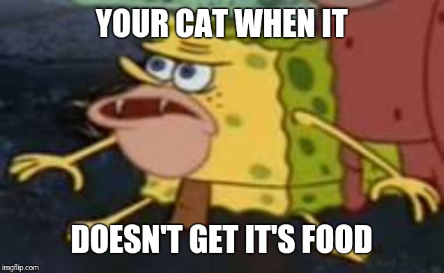 Spongegar | YOUR CAT WHEN IT; DOESN'T GET IT'S FOOD | image tagged in memes,spongegar | made w/ Imgflip meme maker