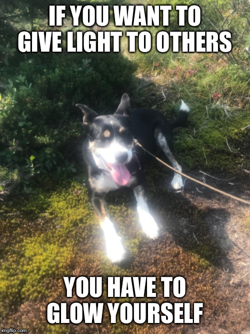 IF YOU WANT TO GIVE LIGHT TO OTHERS; YOU HAVE TO GLOW YOURSELF | image tagged in border collie | made w/ Imgflip meme maker