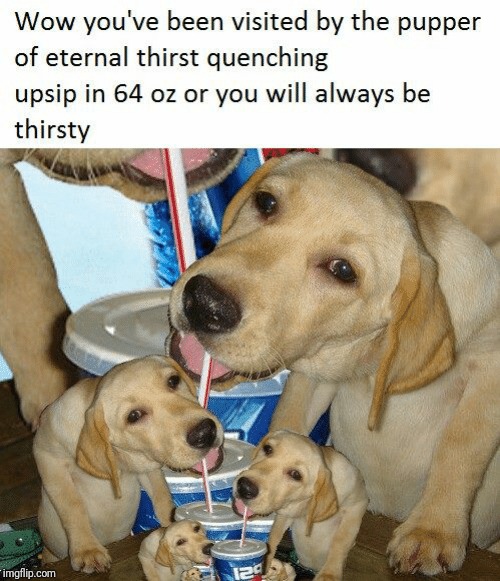 Pupper Of Eternal Thirst Quenching | image tagged in dogs,dog,pupper | made w/ Imgflip meme maker