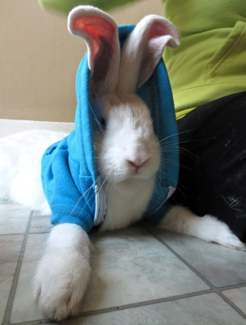 High Quality bunny in hoodie Blank Meme Template