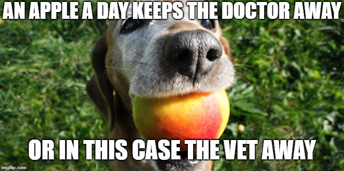 Doggo Week March 10-16 a Blaze_the_Blaziken and 1forpeace Event | AN APPLE A DAY KEEPS THE DOCTOR AWAY; OR IN THIS CASE THE VET AWAY | image tagged in memes,doggo week,dogs,apples | made w/ Imgflip meme maker