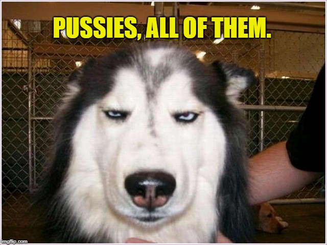 Dog unimpressed | PUSSIES, ALL OF THEM. | image tagged in dog unimpressed | made w/ Imgflip meme maker