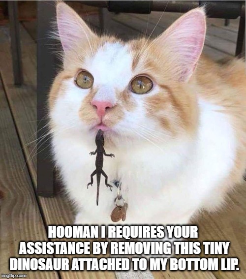 HOOMAN I REQUIRES YOUR ASSISTANCE BY REMOVING THIS TINY DINOSAUR ATTACHED TO MY BOTTOM LIP.‬ | image tagged in cat | made w/ Imgflip meme maker