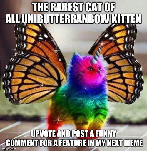 Rainbow unicorn butterfly kitten | THE RAREST CAT OF ALL UNIBUTTERRANBOW KITTEN; UPVOTE AND POST A FUNNY COMMENT FOR A FEATURE IN MY NEXT MEME | image tagged in rainbow unicorn butterfly kitten | made w/ Imgflip meme maker
