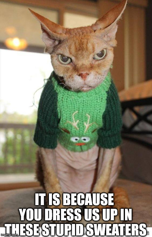 I would be angry as well | IT IS BECAUSE YOU DRESS US UP IN THESE STUPID SWEATERS | image tagged in mean cat | made w/ Imgflip meme maker