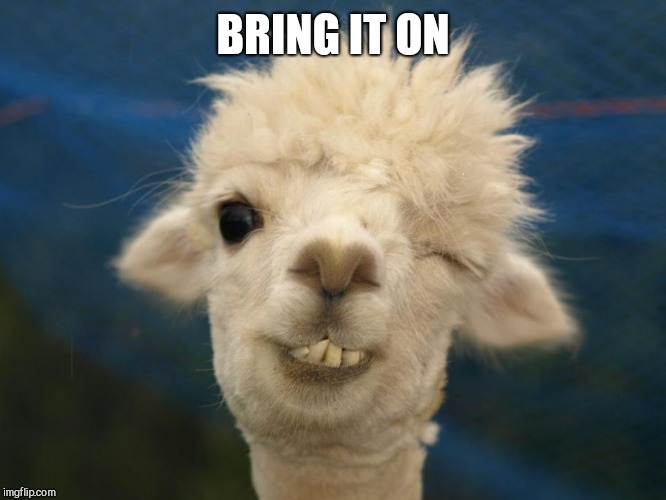 alpaca | BRING IT ON | image tagged in alpaca | made w/ Imgflip meme maker