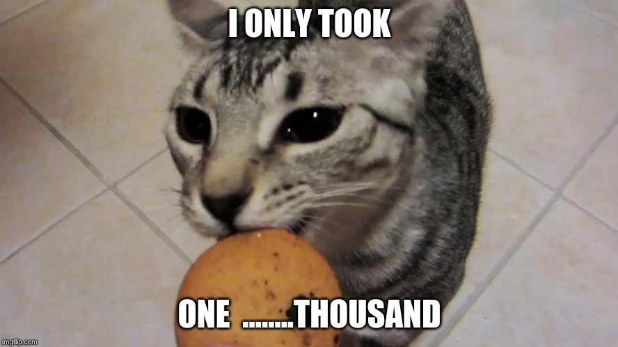 I ONLY TOOK; ONE 
........THOUSAND | image tagged in fun,cats,funny | made w/ Imgflip meme maker