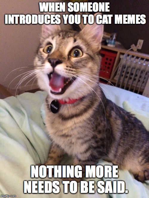 Excited Cat | WHEN SOMEONE INTRODUCES YOU TO CAT MEMES; NOTHING MORE NEEDS TO BE SAID. | image tagged in excited cat | made w/ Imgflip meme maker