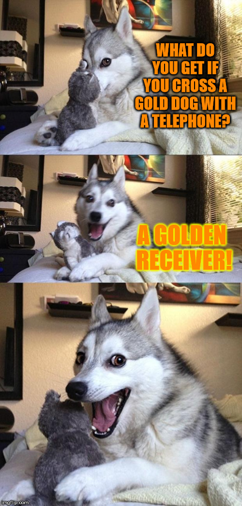 The Bad Pun Dog arrives at Doggo Week! (Doggo Week March 10-16) a Blaze_the_Blaziken and 1forpeace Event | WHAT DO YOU GET IF YOU CROSS A GOLD DOG WITH A TELEPHONE? A GOLDEN RECEIVER! | image tagged in bad joke dog,funny,memes,dogs,doggo week | made w/ Imgflip meme maker