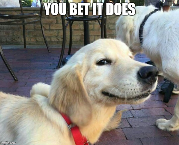 good boy dog | YOU BET IT DOES | image tagged in good boy dog | made w/ Imgflip meme maker