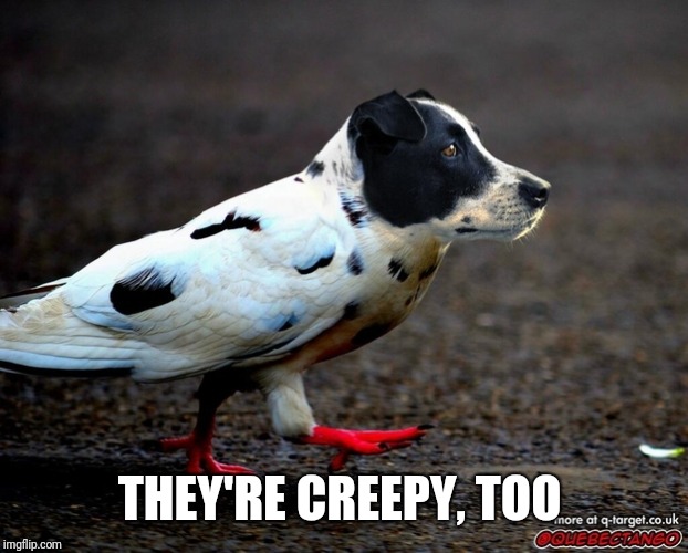 dog bird mashup | THEY'RE CREEPY, TOO | image tagged in dog bird mashup | made w/ Imgflip meme maker