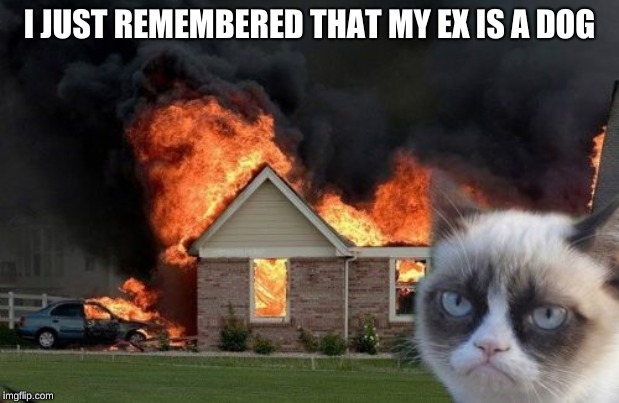 Burn Kitty Meme | I JUST REMEMBERED THAT MY EX IS A DOG | image tagged in memes,burn kitty,grumpy cat | made w/ Imgflip meme maker