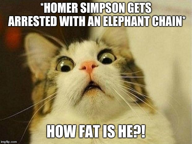 Scared Cat | *HOMER SIMPSON GETS ARRESTED WITH AN ELEPHANT CHAIN*; HOW FAT IS HE?! | image tagged in memes,scared cat | made w/ Imgflip meme maker