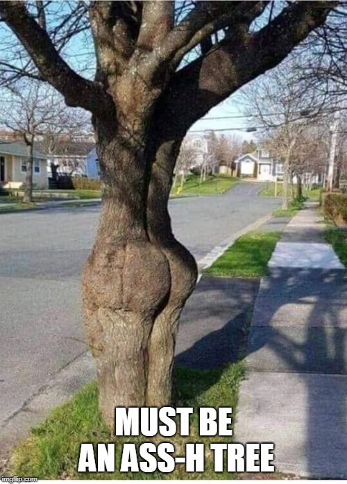 ash tree | MUST BE AN ASS-H TREE | image tagged in booty | made w/ Imgflip meme maker