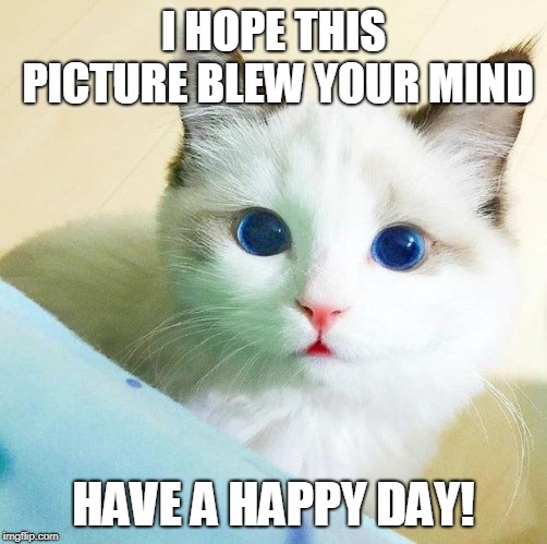 Talk about a beautiful specimen! | I HOPE THIS PICTURE BLEW YOUR MIND; HAVE A HAPPY DAY! | image tagged in cats,eyes | made w/ Imgflip meme maker