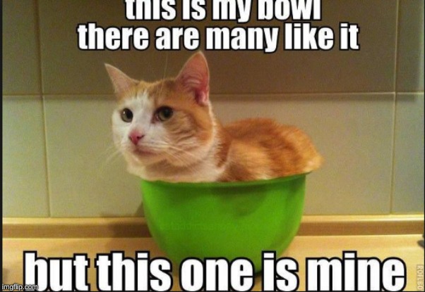cat bowl  | image tagged in cats | made w/ Imgflip meme maker