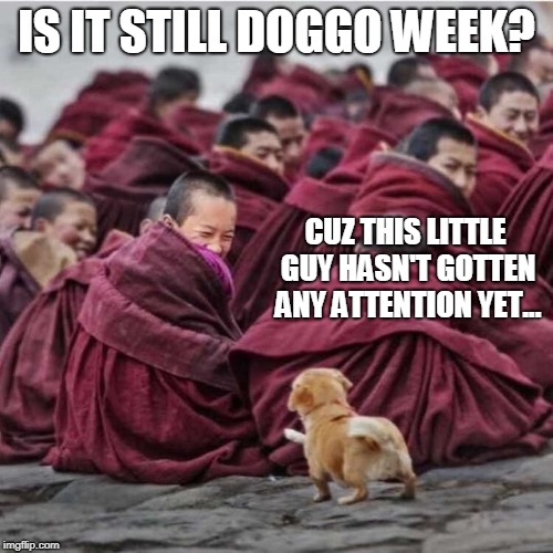 Still doggo week?  Monks like dogs, too! | IS IT STILL DOGGO WEEK? CUZ THIS LITTLE GUY HASN'T GOTTEN ANY ATTENTION YET... | image tagged in dogs,doggo week,doggo,dog week,monks | made w/ Imgflip meme maker