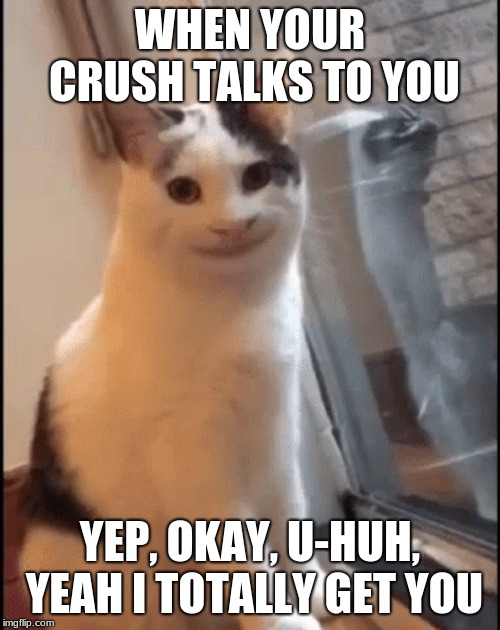Cat Smiles To Crush | WHEN YOUR CRUSH TALKS TO YOU; YEP, OKAY, U-HUH, YEAH I TOTALLY GET YOU | image tagged in lol,cats,creepy smile | made w/ Imgflip meme maker
