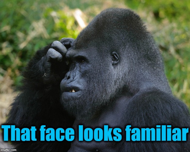 Gorilla Scratching Head | That face looks familiar | image tagged in gorilla scratching head | made w/ Imgflip meme maker