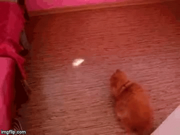 image tagged in gifs | made w/ Imgflip video-to-gif maker