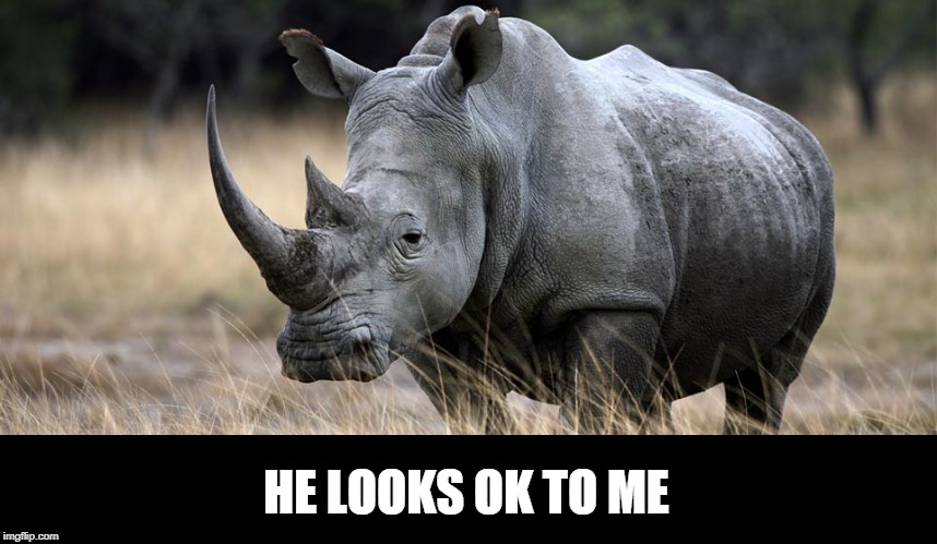 rhino | HE LOOKS OK TO ME | image tagged in rhino | made w/ Imgflip meme maker