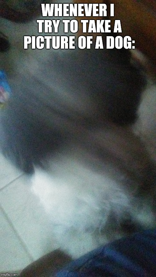 Doggo Week: Whenever I try to take a picture of a dog... | WHENEVER I TRY TO TAKE A PICTURE OF A DOG: | image tagged in dog,dogs pets funny,doggo week | made w/ Imgflip meme maker