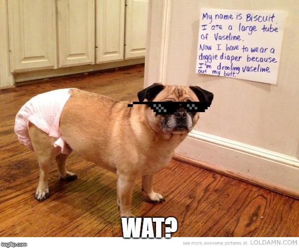 Wat? | WAT? | image tagged in funny dogs | made w/ Imgflip meme maker