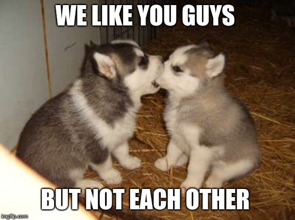doggo week a 1forpeace and blaze_the_blaziken event | WE LIKE YOU GUYS; BUT NOT EACH OTHER | image tagged in memes,cute puppies | made w/ Imgflip meme maker