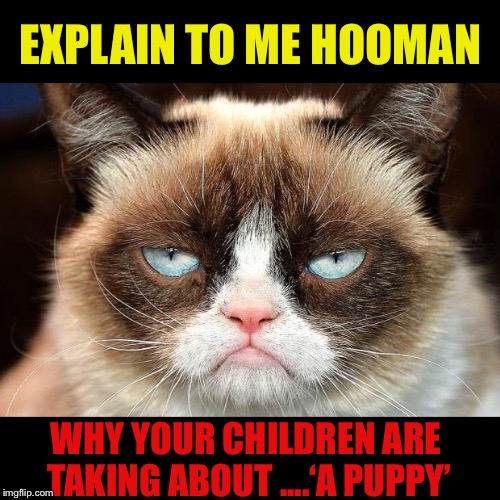 Shhhhh kids he’ll hear you. | EXPLAIN TO ME HOOMAN; WHY YOUR CHILDREN ARE TAKING ABOUT ....‘A PUPPY’ | image tagged in memes,grumpy cat not amused,grumpy cat,puppy,rivalry | made w/ Imgflip meme maker