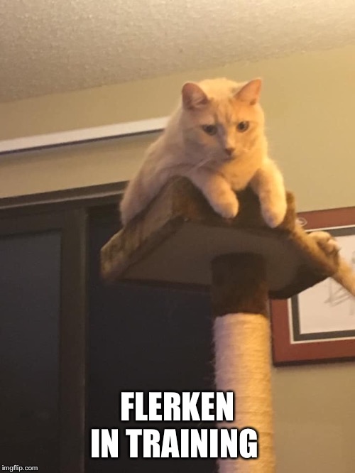 Flerken | FLERKEN IN TRAINING | image tagged in captain marvel | made w/ Imgflip meme maker