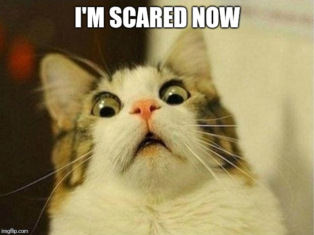 Scared Cat Meme | I'M SCARED NOW | image tagged in memes,scared cat | made w/ Imgflip meme maker