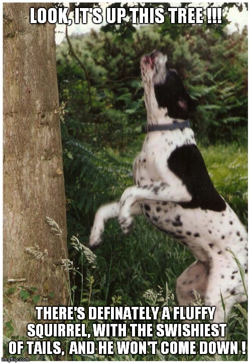 My Pointer 'Pointing' At A Squirrel | LOOK, IT'S UP THIS TREE !!! THERE'S DEFINATELY A FLUFFY SQUIRREL, WITH THE SWISHIEST OF TAILS,  AND HE WON'T COME DOWN ! | image tagged in fun,doggo week | made w/ Imgflip meme maker