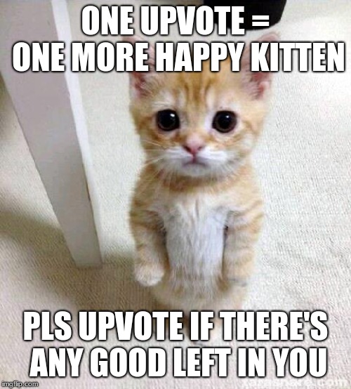 Cute Cat | ONE UPVOTE = ONE MORE HAPPY KITTEN; PLS UPVOTE IF THERE'S ANY GOOD LEFT IN YOU | image tagged in memes,cute cat | made w/ Imgflip meme maker
