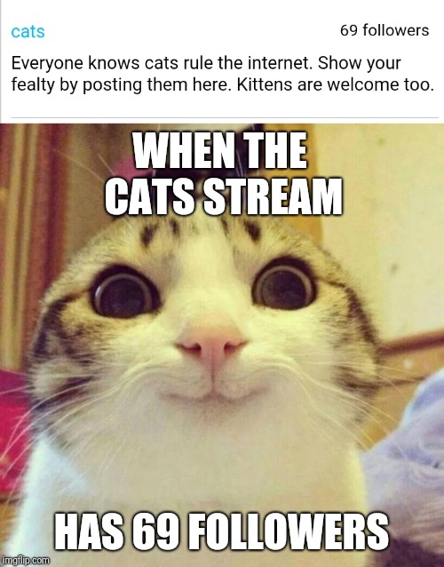 No one can follow or unfollow cats from now on | WHEN THE CATS STREAM; HAS 69 FOLLOWERS | image tagged in memes,smiling cat,cats,funny,69 | made w/ Imgflip meme maker