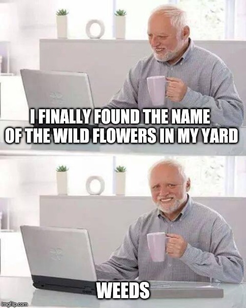I finally did a Google search for weeds and there they were | I FINALLY FOUND THE NAME OF THE WILD FLOWERS IN MY YARD; WEEDS | image tagged in memes,hide the pain harold | made w/ Imgflip meme maker
