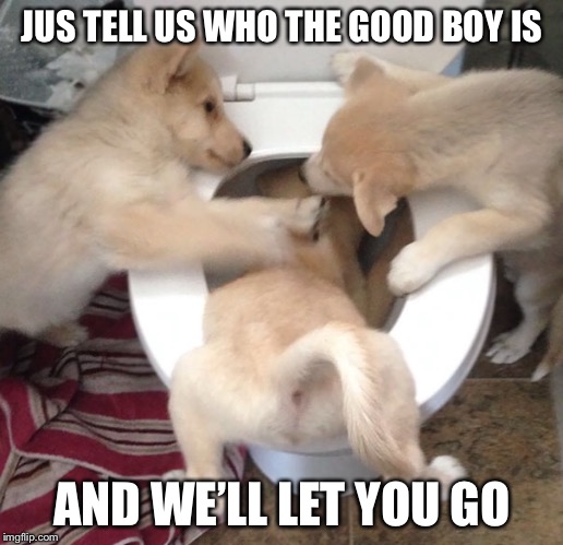 JUS TELL US WHO THE GOOD BOY IS; AND WE’LL LET YOU GO | image tagged in doggo week,doggo,memes,funny | made w/ Imgflip meme maker