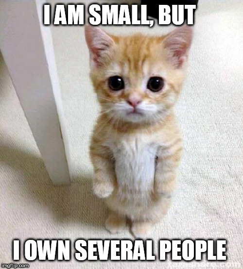 Cute Cat Meme | I AM SMALL, BUT; I OWN SEVERAL PEOPLE | image tagged in memes,cute cat | made w/ Imgflip meme maker