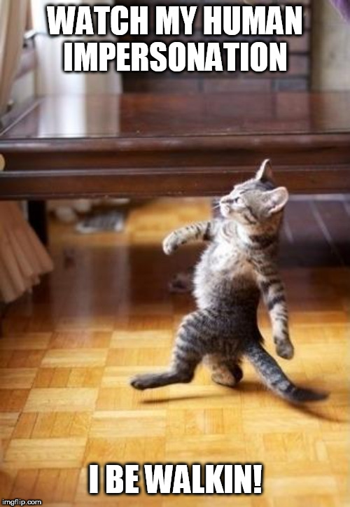 Cool Cat Stroll Meme | WATCH MY HUMAN IMPERSONATION; I BE WALKIN! | image tagged in memes,cool cat stroll | made w/ Imgflip meme maker