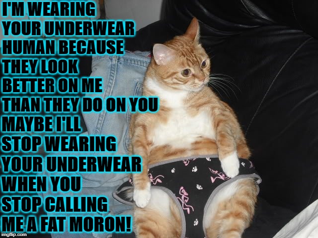 I'M WEARING YOUR UNDERWEAR HUMAN BECAUSE THEY LOOK BETTER ON ME THAN THEY DO ON YOU; MAYBE I'LL STOP WEARING YOUR UNDERWEAR WHEN YOU STOP CALLING ME A FAT MORON! | image tagged in underwear thief | made w/ Imgflip meme maker