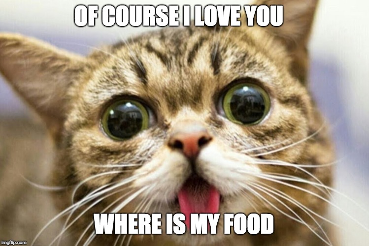 wide eyed cat | OF COURSE I LOVE YOU; WHERE IS MY FOOD | image tagged in wide eyed cat | made w/ Imgflip meme maker