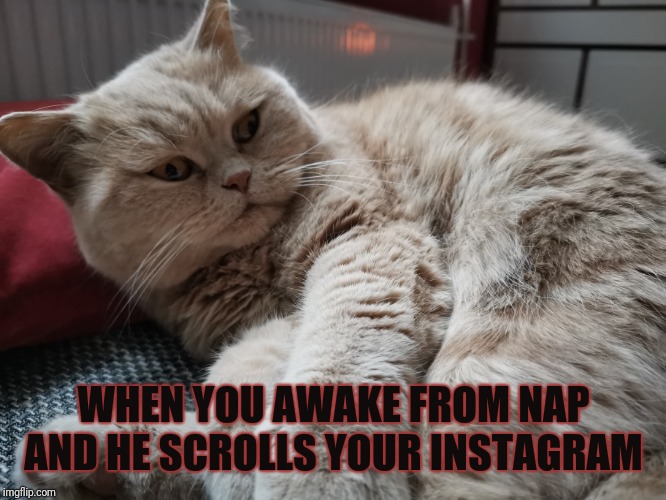 WHEN YOU AWAKE FROM NAP AND HE SCROLLS YOUR INSTAGRAM | image tagged in cats,relationships,busted | made w/ Imgflip meme maker