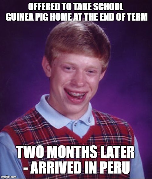 Bad Luck Brian Meme | OFFERED TO TAKE SCHOOL GUINEA PIG HOME AT THE END OF TERM; TWO MONTHS LATER - ARRIVED IN PERU | image tagged in memes,bad luck brian | made w/ Imgflip meme maker