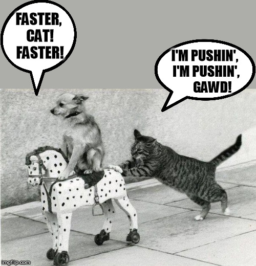 Doggo Week March 10-16 a Blaze_the_Blaziken and 1forpeace Event |  FASTER, CAT! FASTER! I'M PUSHIN', I'M PUSHIN',      GAWD! | image tagged in doggo week,dog vs cat | made w/ Imgflip meme maker