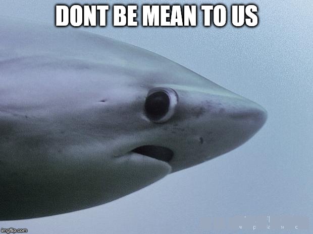 Awkward Shark | DONT BE MEAN TO US …….. ...... | image tagged in awkward shark | made w/ Imgflip meme maker