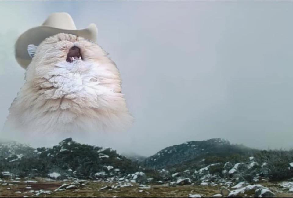 Screaming Cowboy Cat Blank Meme Template