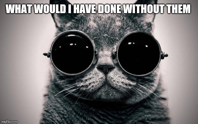 cat sunglasses | WHAT WOULD I HAVE DONE WITHOUT THEM | image tagged in cat sunglasses | made w/ Imgflip meme maker