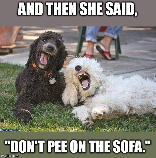 AND THEN SHE SAID, ''DON'T PEE ON THE SOFA.'' | made w/ Imgflip meme maker