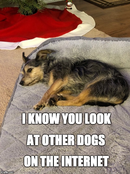 I KNOW YOU LOOK; AT OTHER DOGS; ON THE INTERNET | image tagged in charlie | made w/ Imgflip meme maker